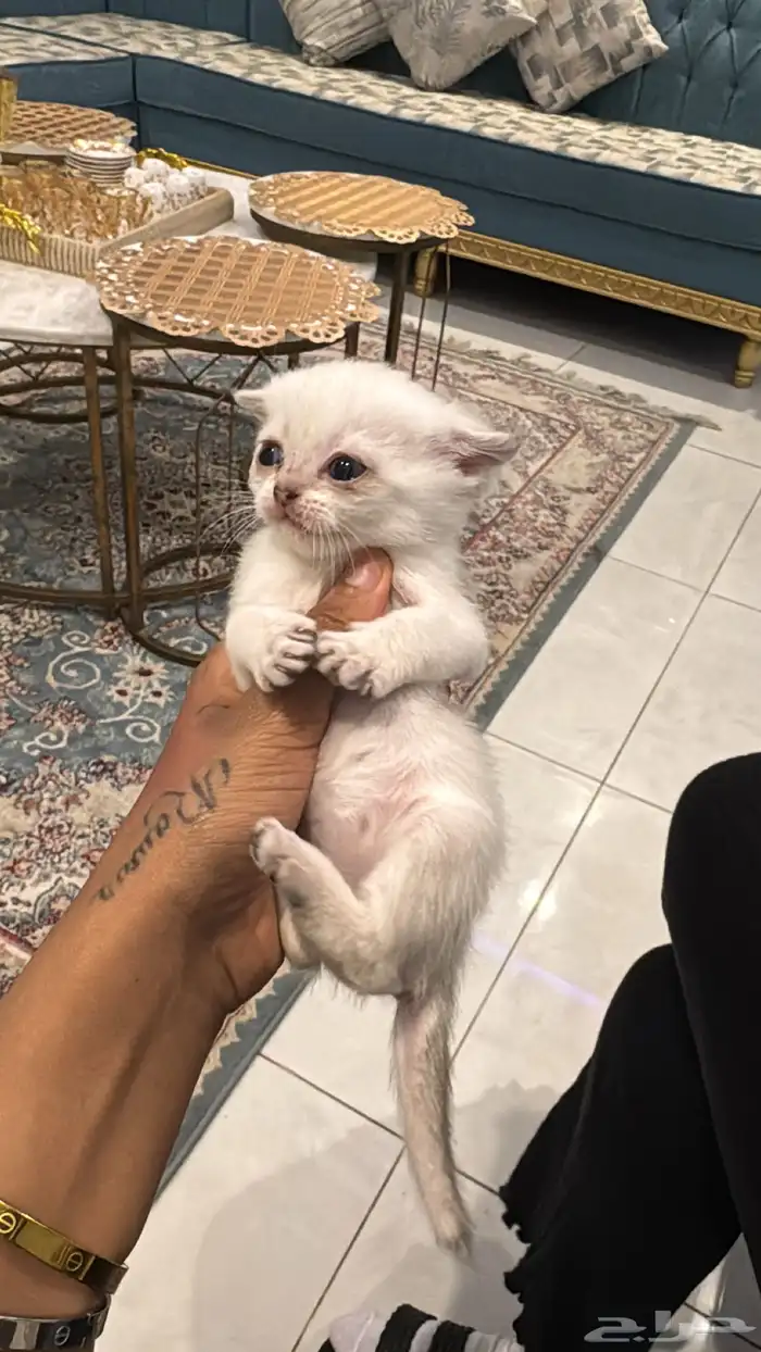 قطط شكوتش للبيع 2