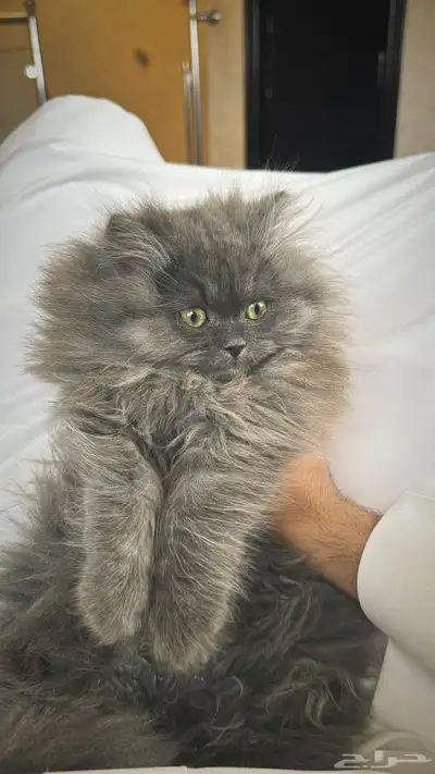 قطه شيرزايه 5