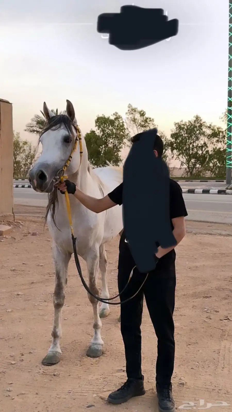 حصان شعبي بيع مستعجل index