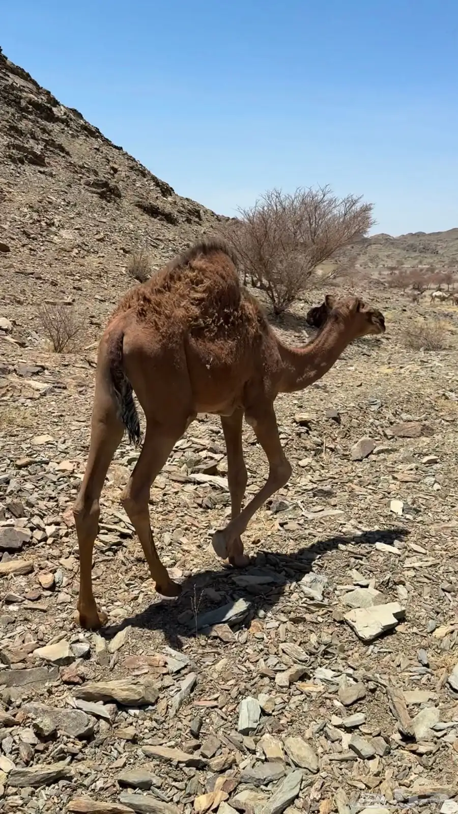 حاشي لباني على الحليب 6 اشهور 2