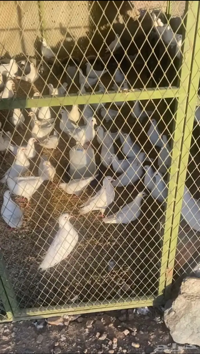 حمام فرنسي 2