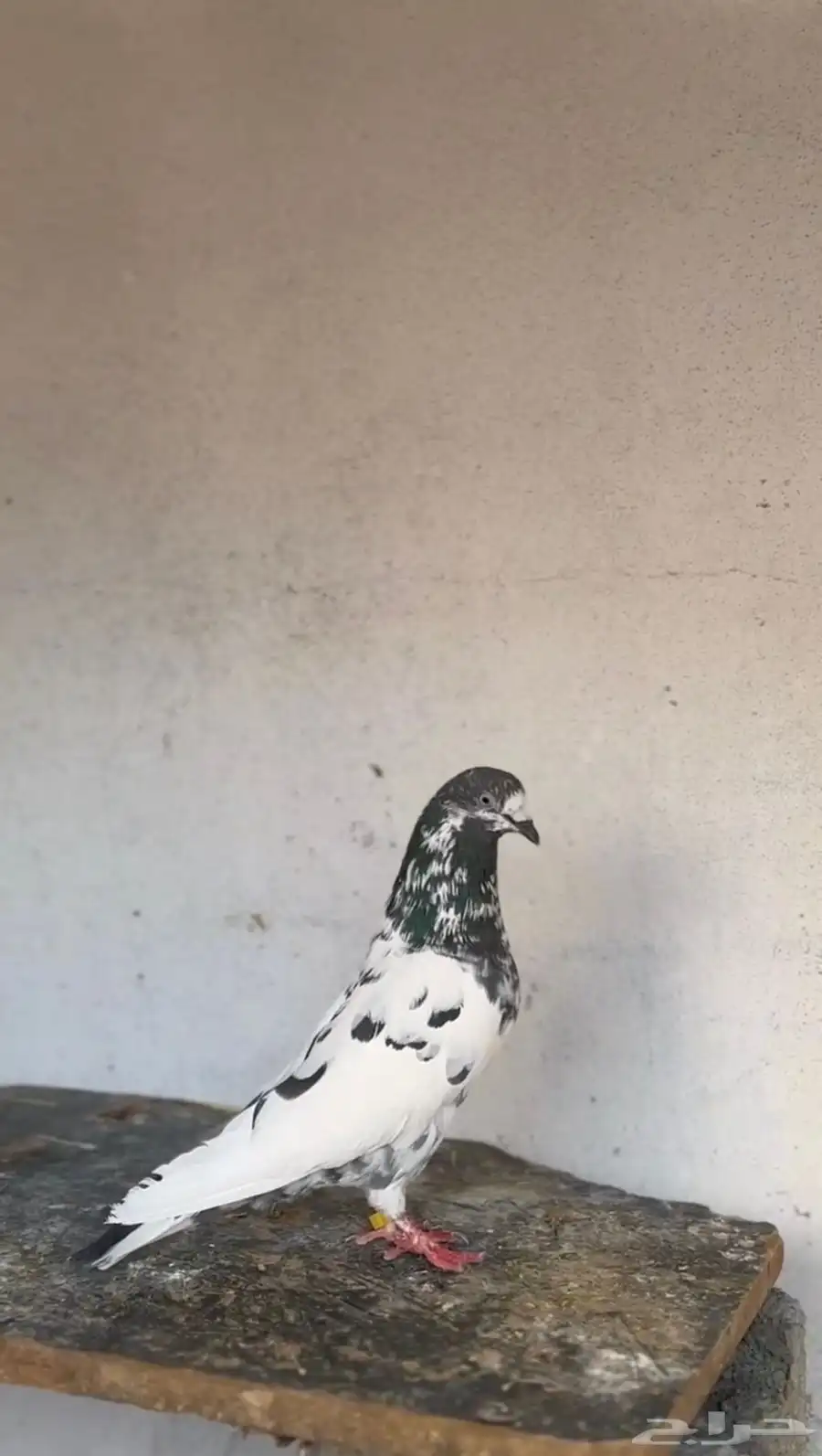 حمام بكستاني اصيل شرط صحه 0
