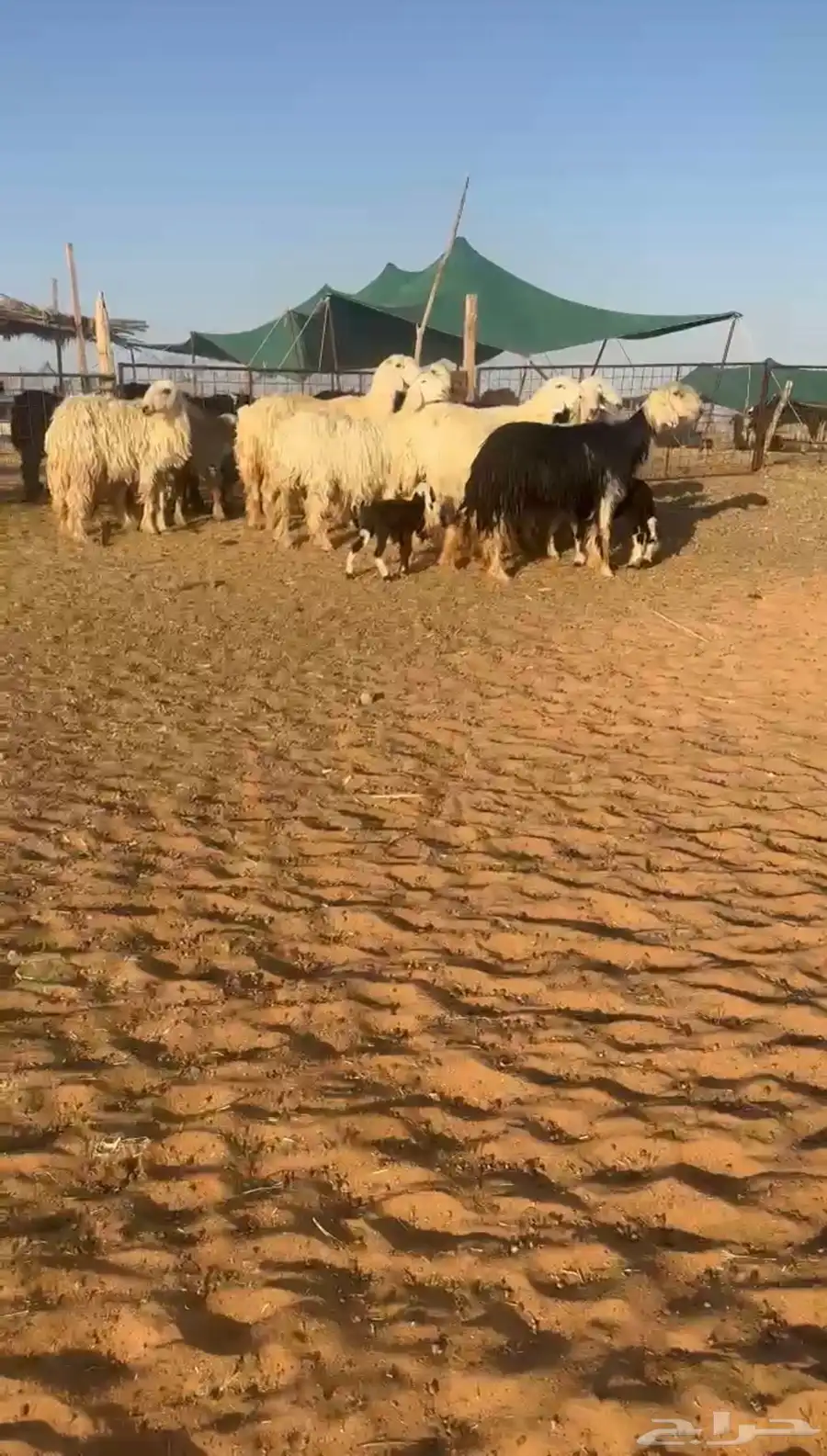 غنم نجد 0