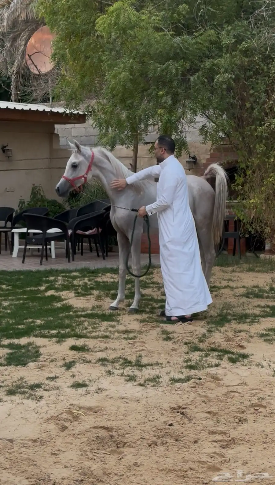 مهرة واهو فاخرة index