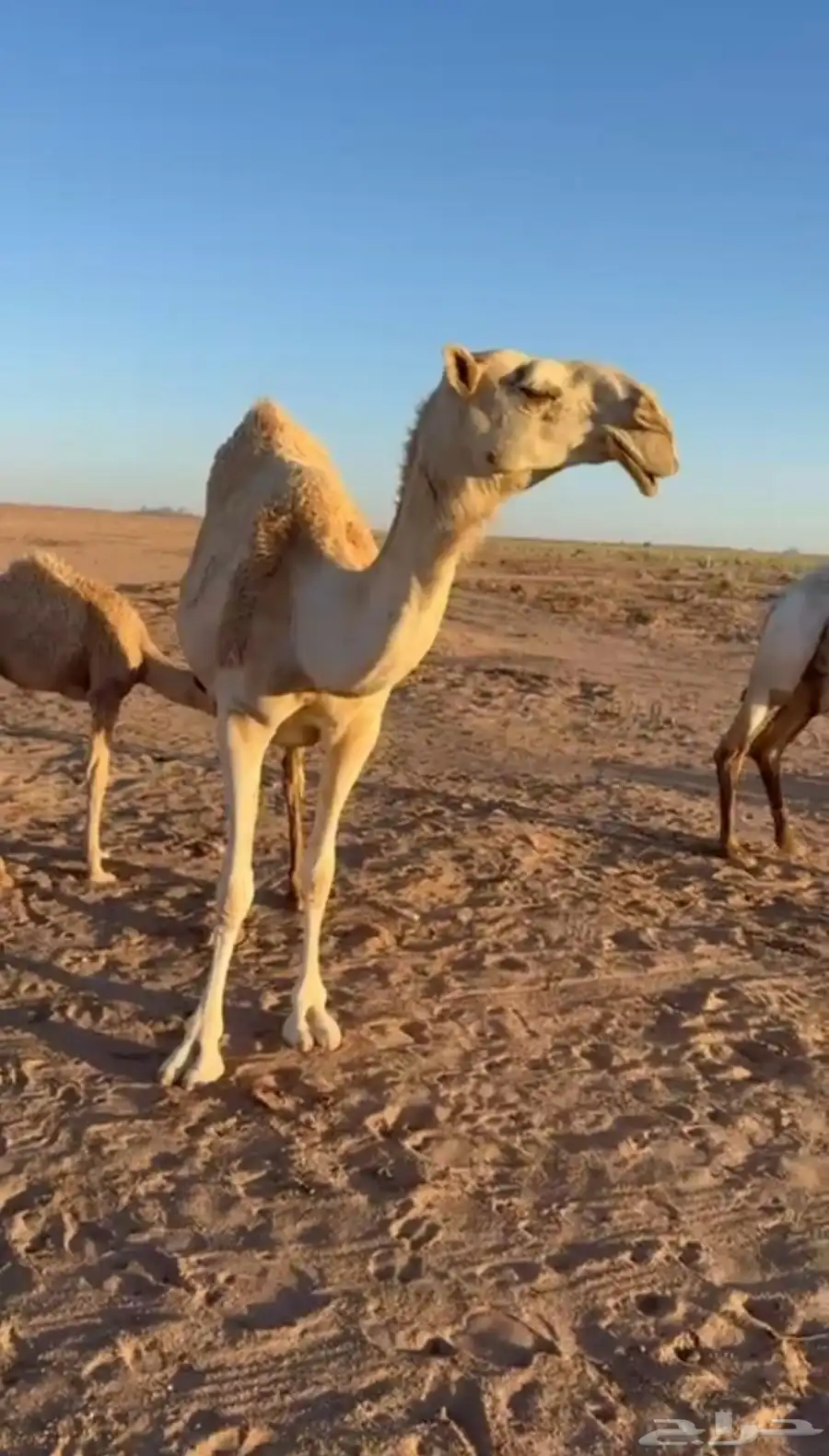 ناقه 0