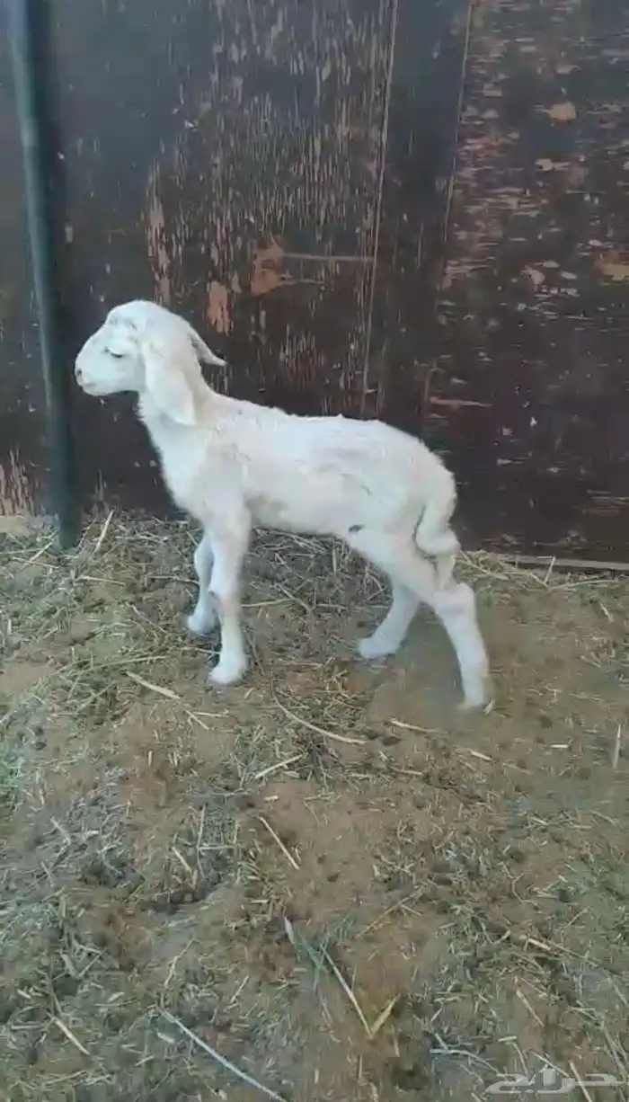 خاروف حري داغور 3
