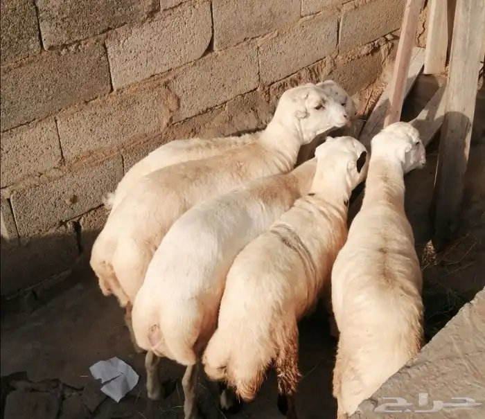 جذعان بلدي 0