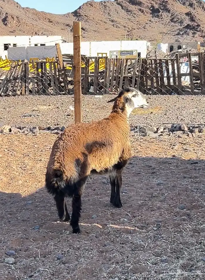 خروف دقسي 3