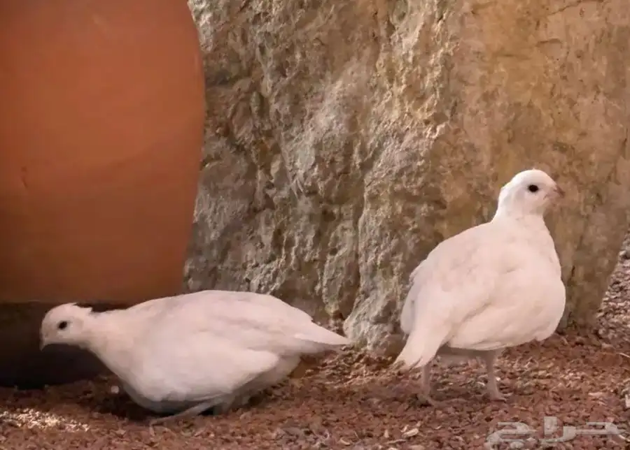 سمان بوب وايت 0