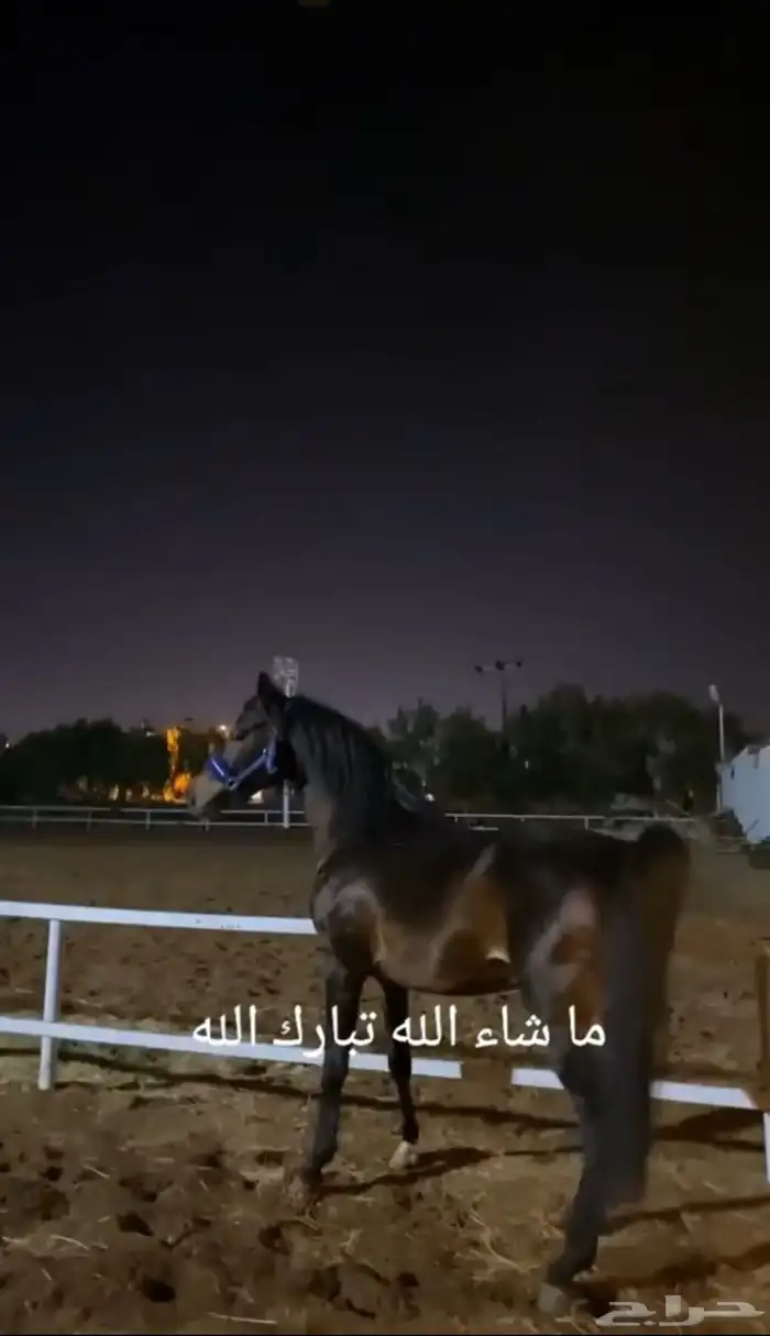 حصان فاخر   ادوات الركوب هديه 1