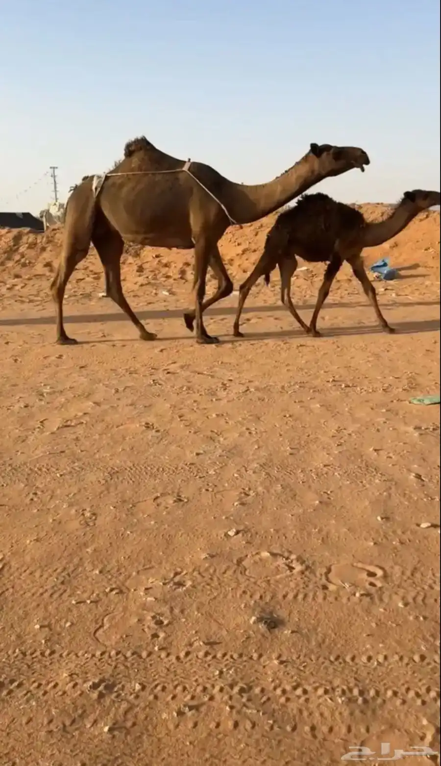 خلفه كفوو 0