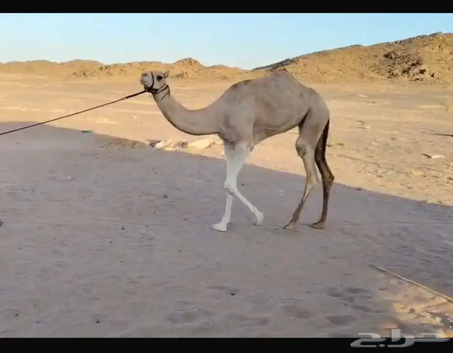 بكره مريحه من الركض 0