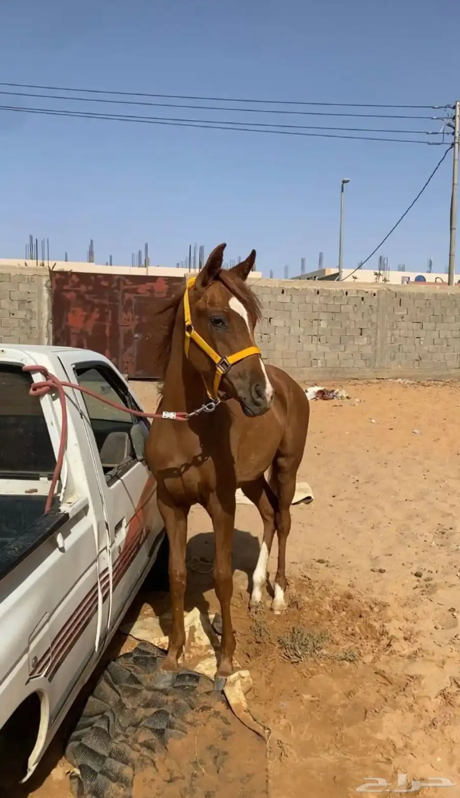 مهره شعبيه index