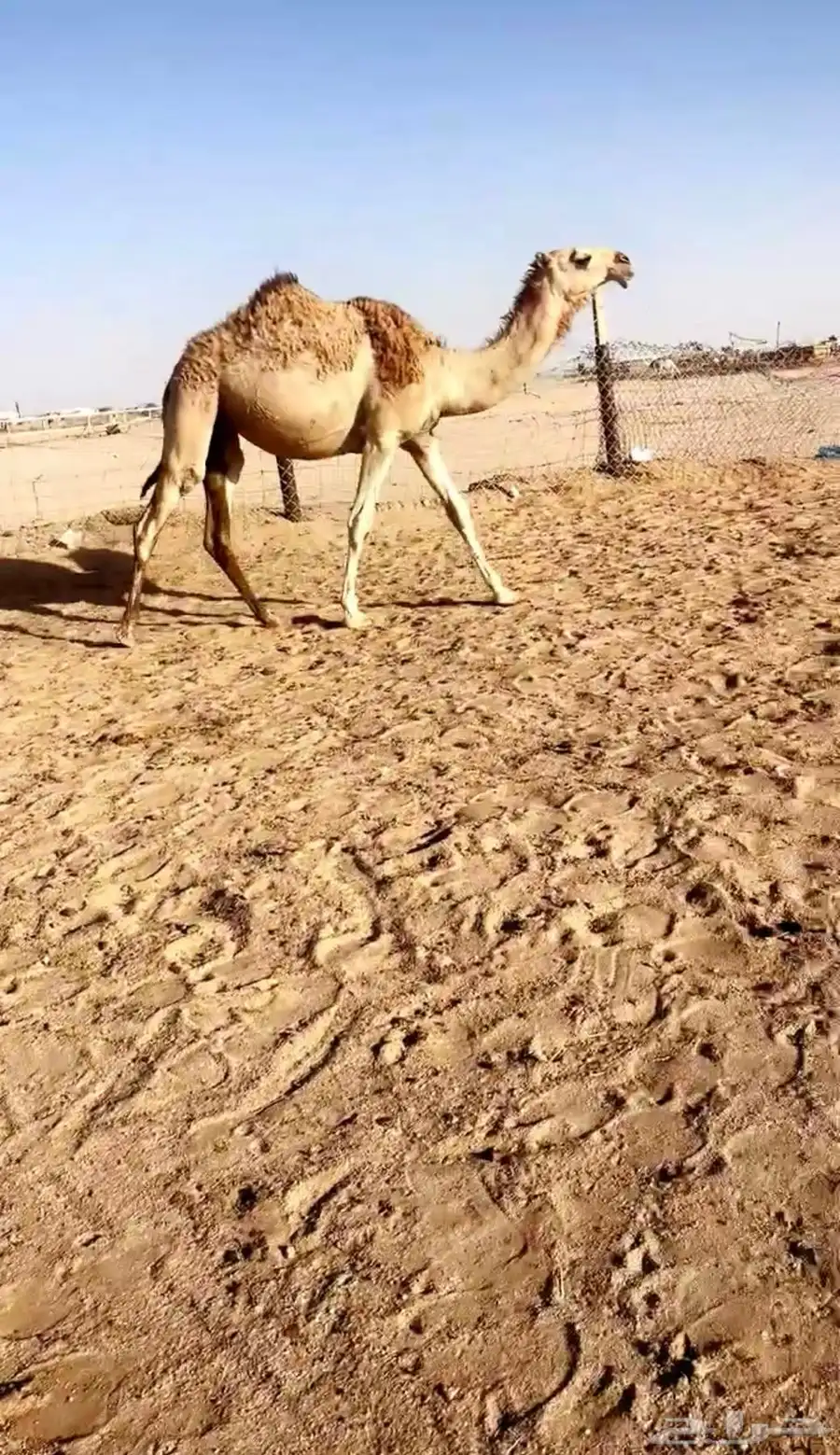 بكره 0