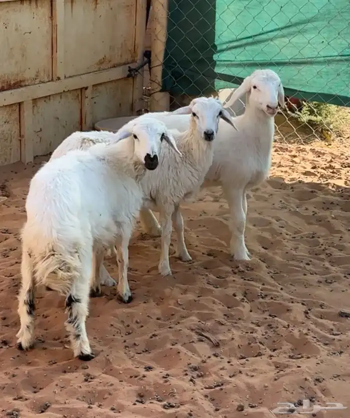 بهم رخال حريات 7