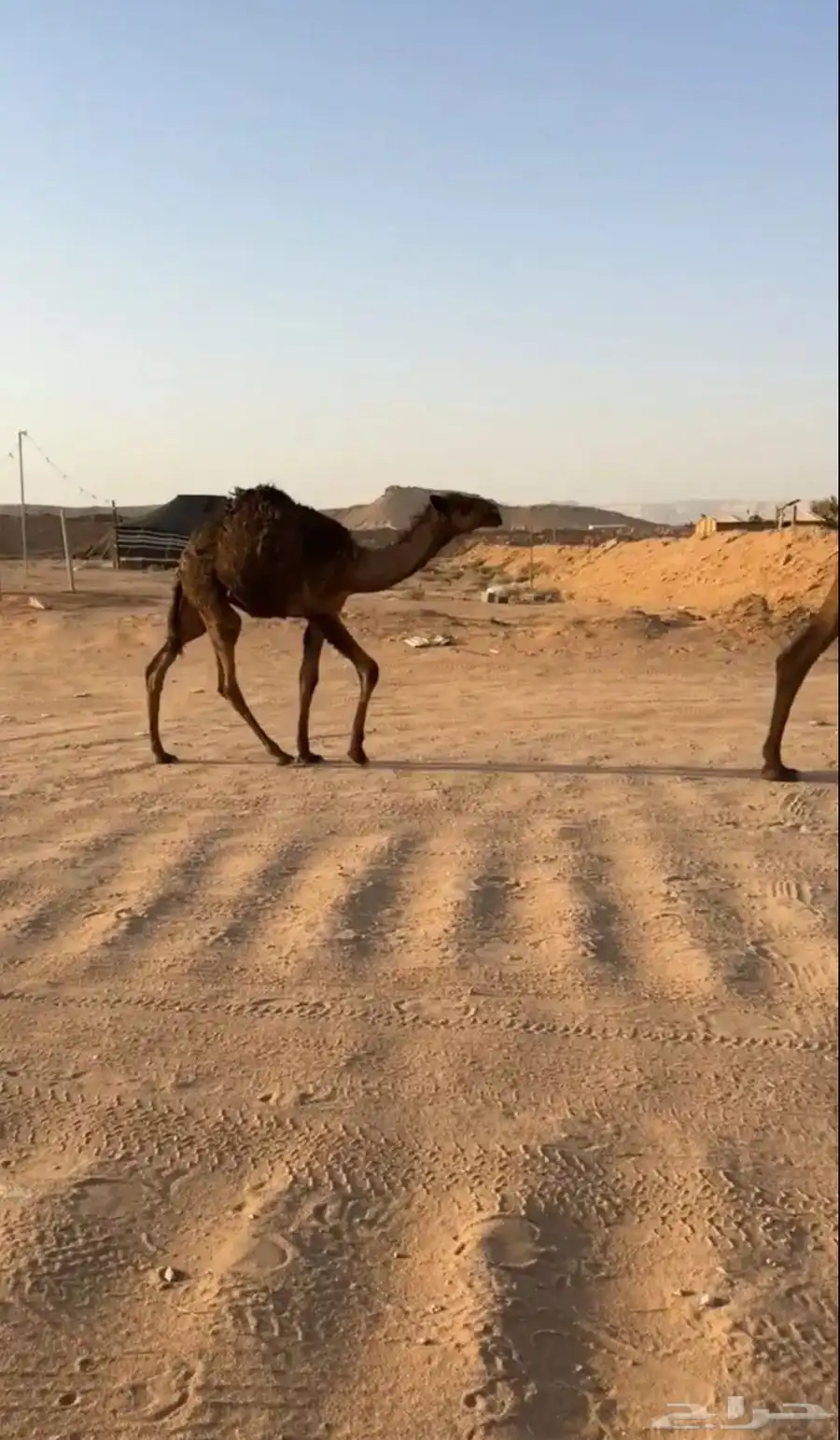 خلفه كفوو 2