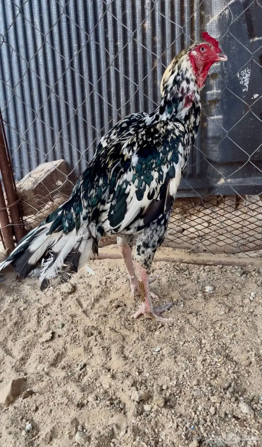 فروخ دجاج سندي 8