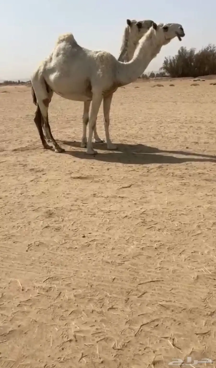 لقحات كفو رباع وسديس 0