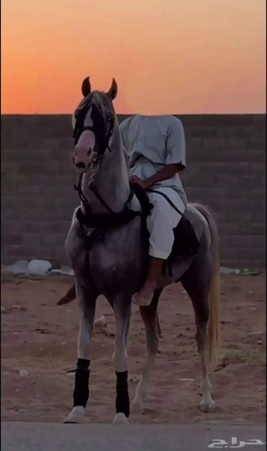 حصان شعبي حار index