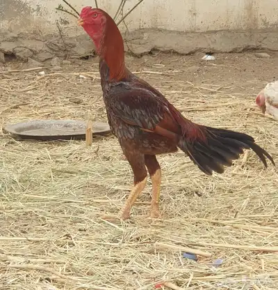 ديك باكستاني 2