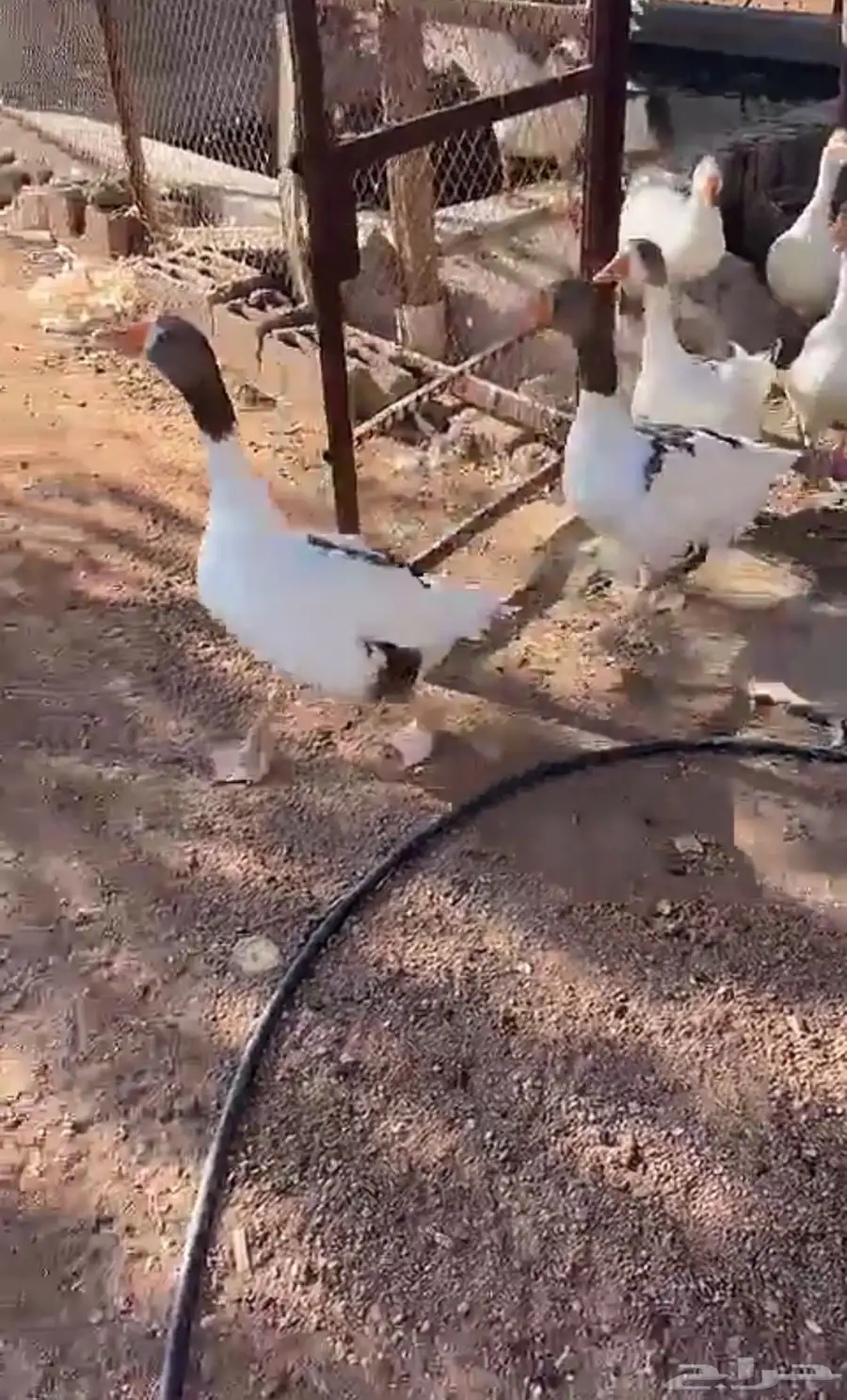 بط للبيع 0