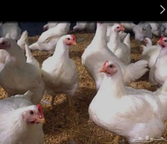 دجاج بلدي طازج 2