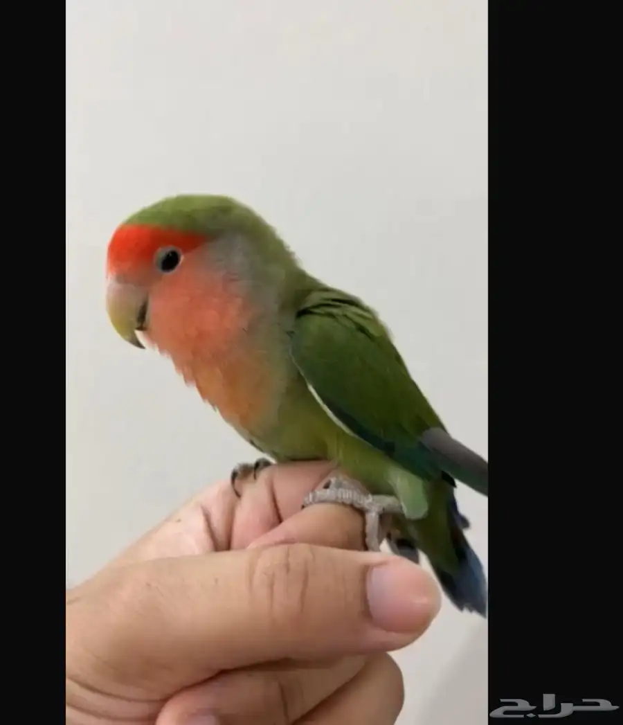 عصفور روز اخضر (اليف) مع اغراضه 0