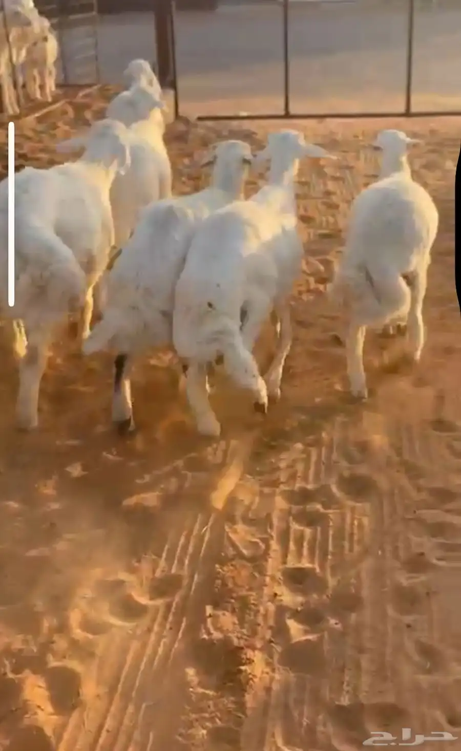 9 طليان ذبايح مناسبات فل الفل شحم 0