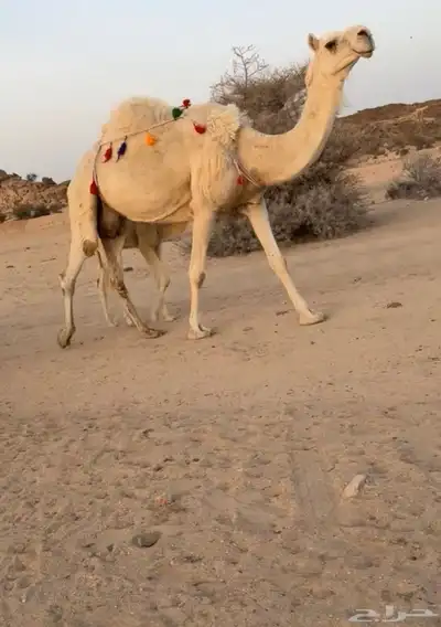 للبيع خلفه تحتها بكره تم البيييع 2