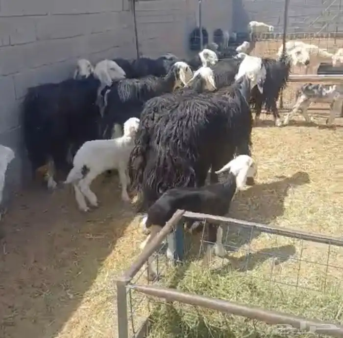 غنم نجد للبيع 1