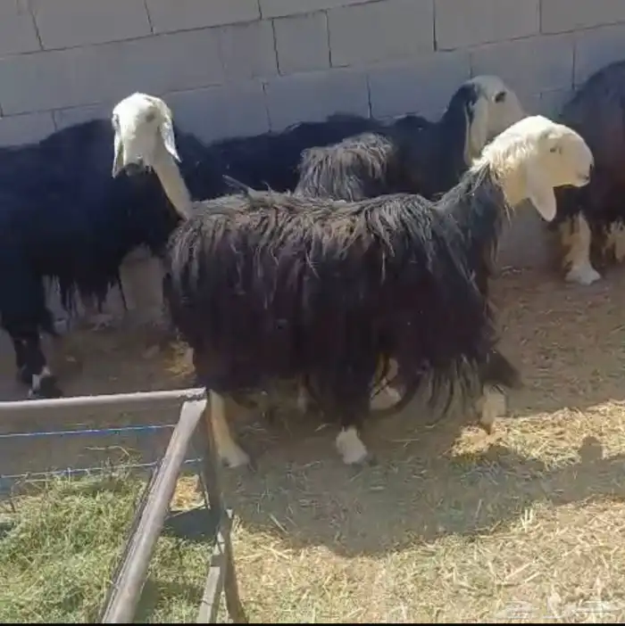 غنم نجد للبيع 0
