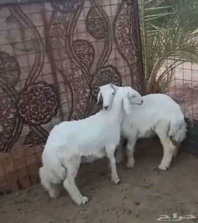 طليان 0