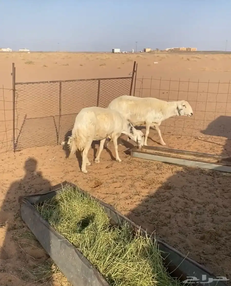 غنم قرح الشحم من الوسط وفوق 0