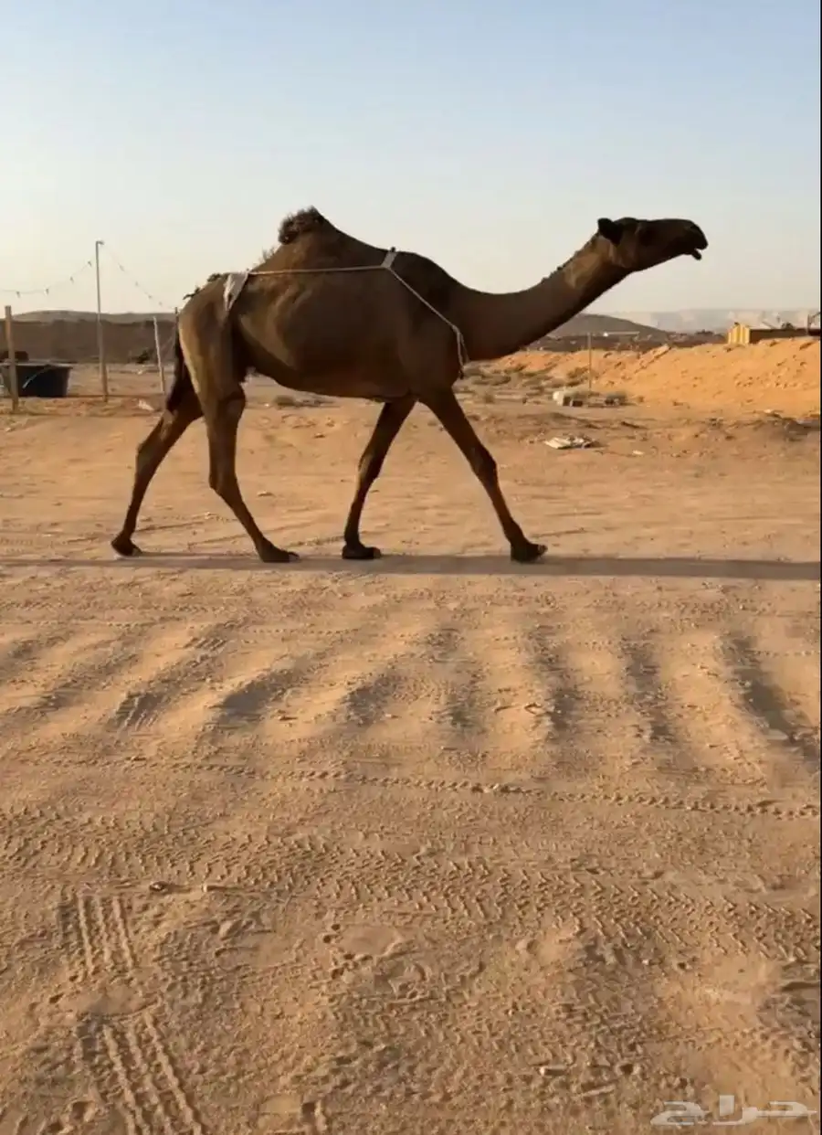 خلفه كفوو 1
