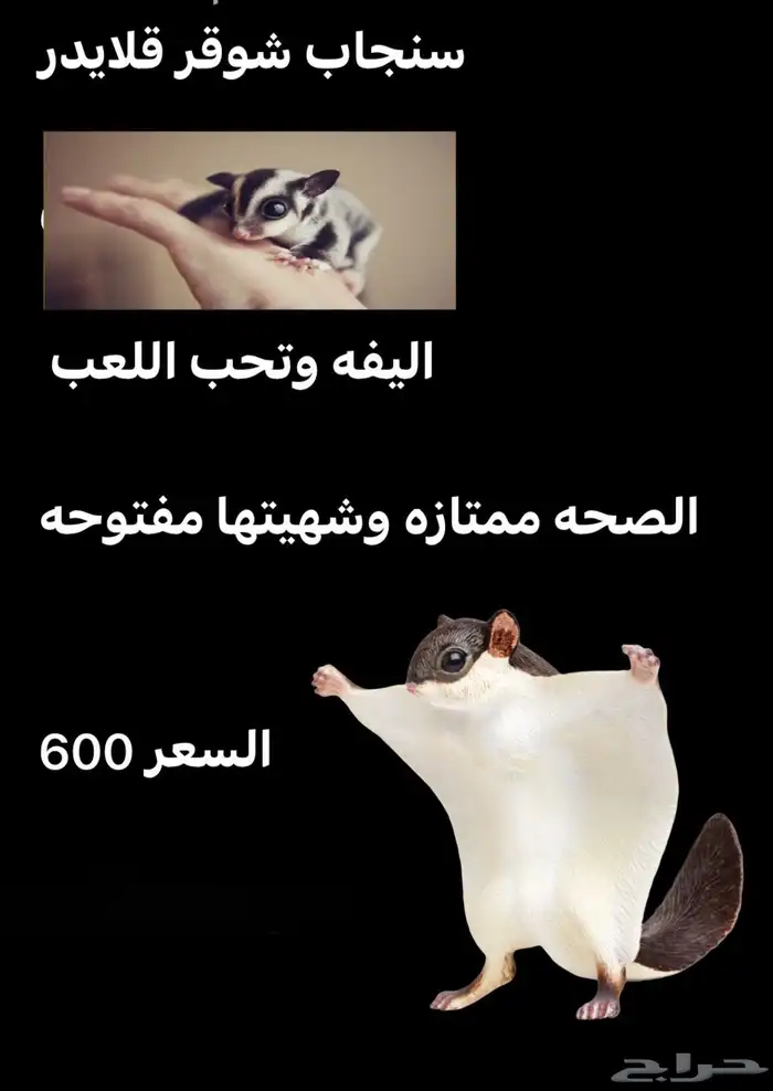 سنجاب شوقر قلايدر 0