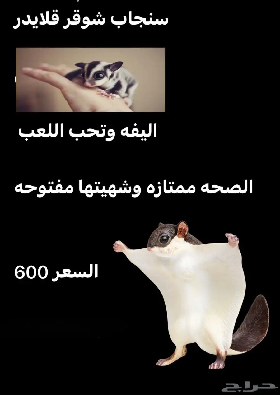 سنجاب شوقر قلايدر 0