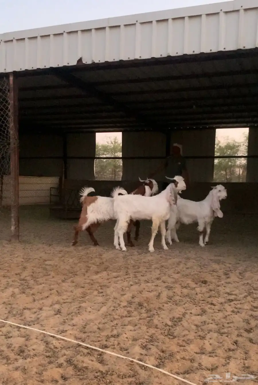 تيوس ذبايح او فحول جرم وشكل حلو العدد 5 العمر 5 وتزود بريات 0
