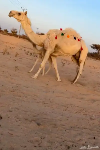 للبيع خلفه تحتها بكره تم البيييع 0