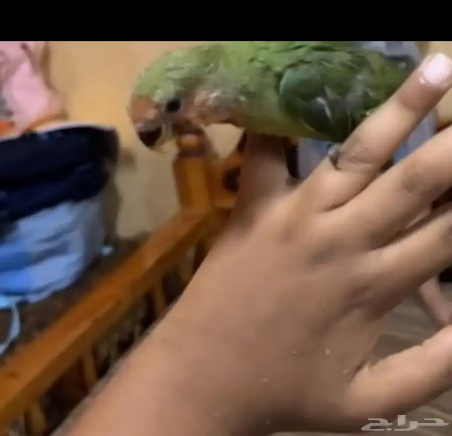 روز جوز منتج شرط وحد ليف 1