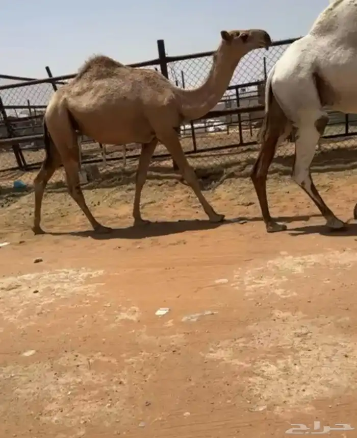 لليبع بكره 0