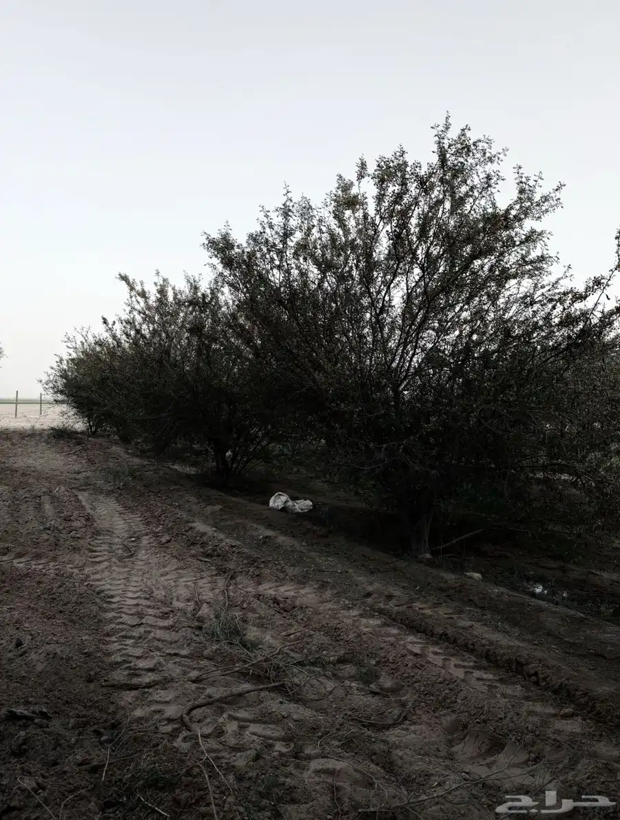 شجر طلح عمره 8 سنوات 1