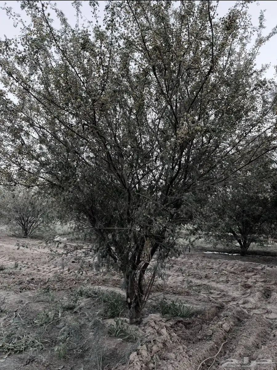 شجر طلح عمره 8 سنوات 2