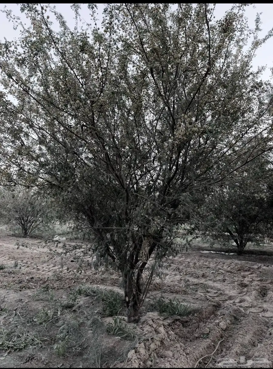 شجر طلح عمره 8 سنوات 0