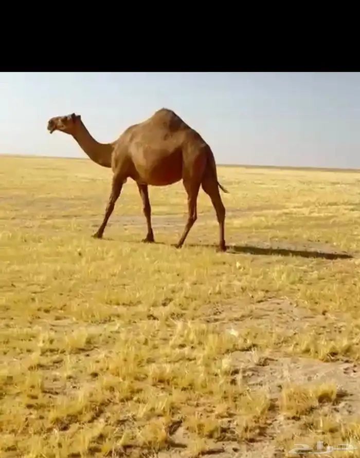 ناقه 2