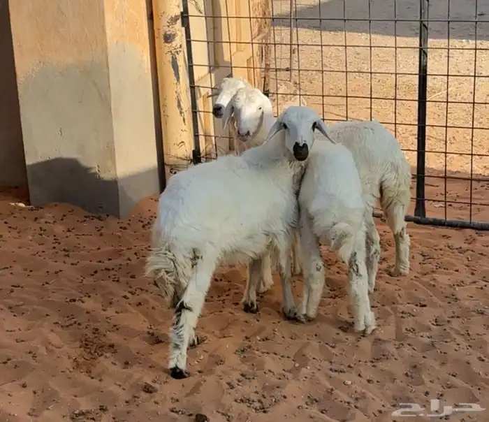 بهم رخال حريات 1