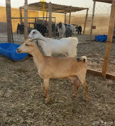 معزا حليب تم البيع 0