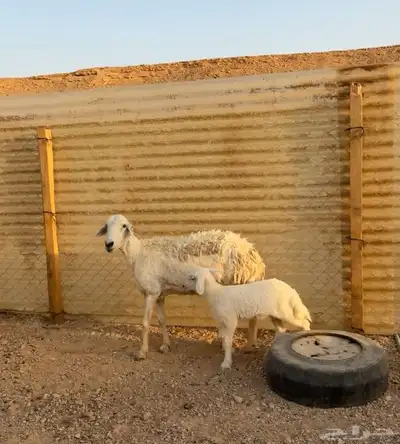 شاه حريه متبع تم البيع 0
