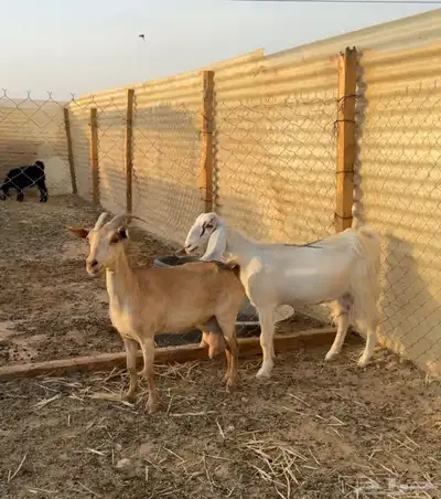 معزا حليب تم البيع 3