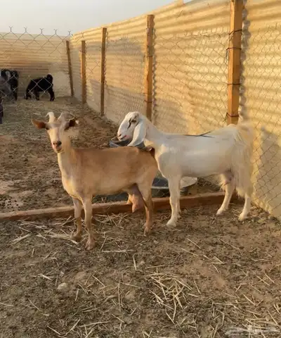معزا حليب تم البيع 1