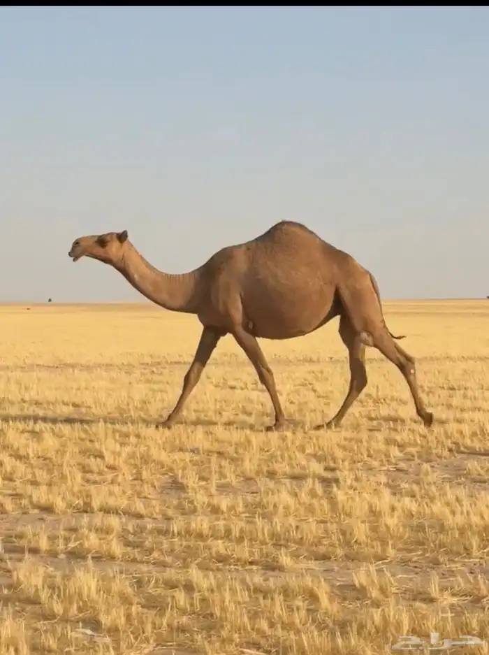 ناقه 1